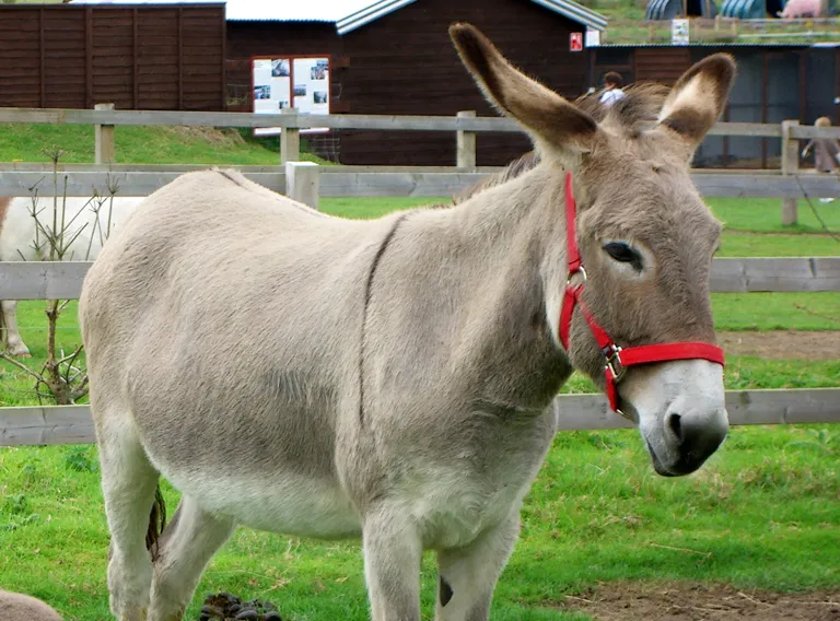 Donkey Sanctuary